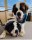 Why you should take your dog to a Neurologist – Giant Dogs With Epilepsy Avatar